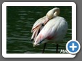 flamingo5383