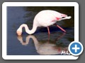 flamingo7302