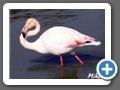 flamingo7303