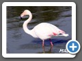 flamingo7304
