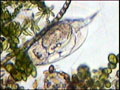 Mikroskobik Video
